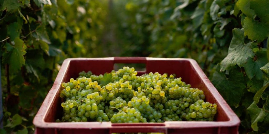 Les vendanges du raisin 2014 en Champagne Ardenne Cobalte Vodka