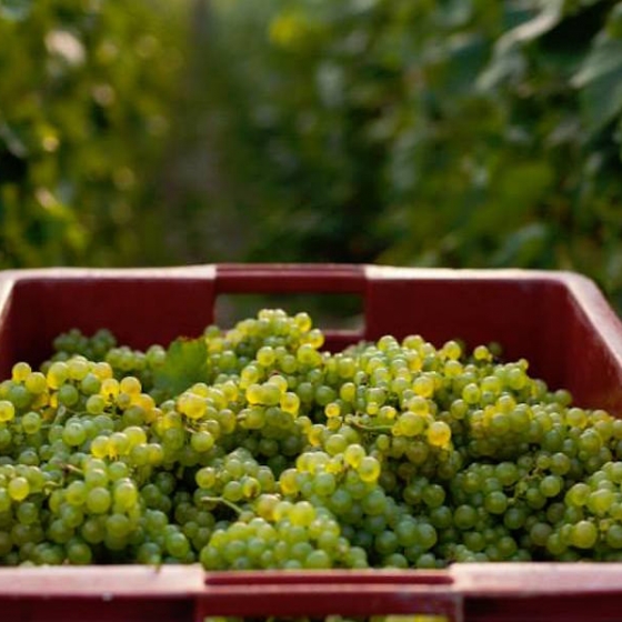 Le début des vendanges 2014 en Champagne Ardenne annoncé sous un climat exceptionnel
